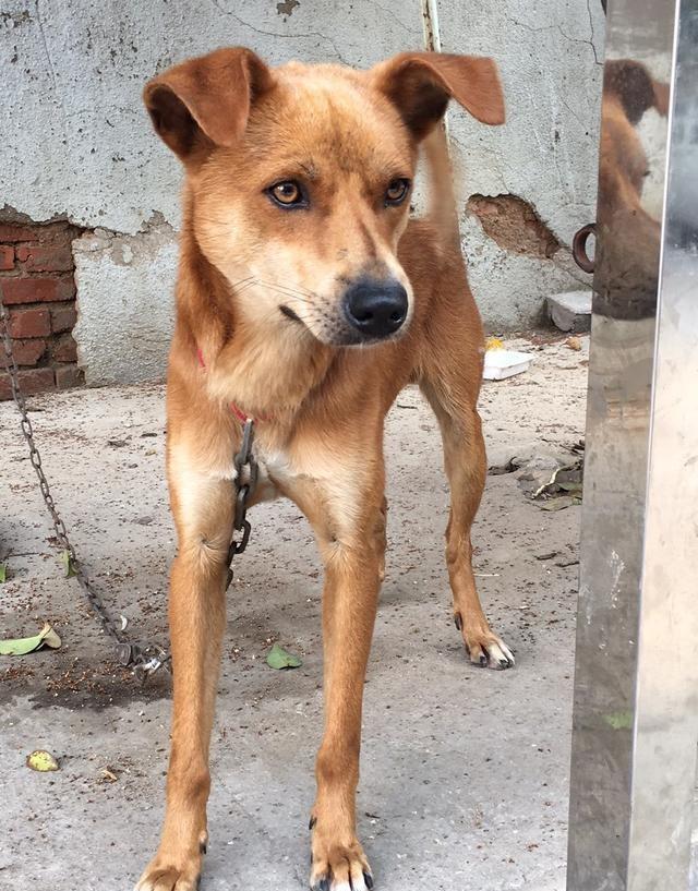 满族不吃狗肉，回族不吃猪肉，那汉族不吃什么肉？