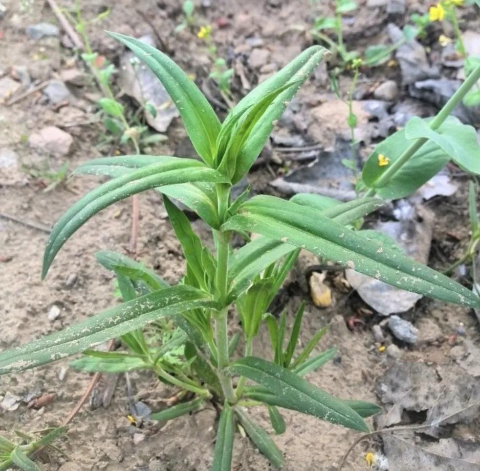 容易混淆的蔬菜,容易被混淆的蔬菜有哪些