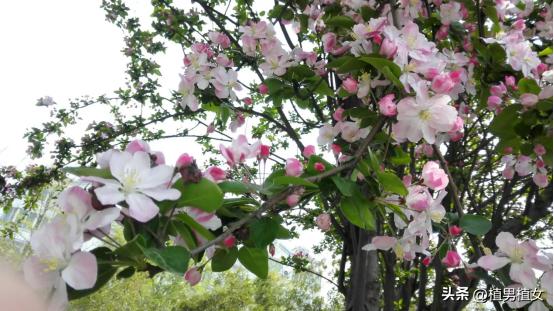 富不富门前栽这六棵树,富不富门前三棵树