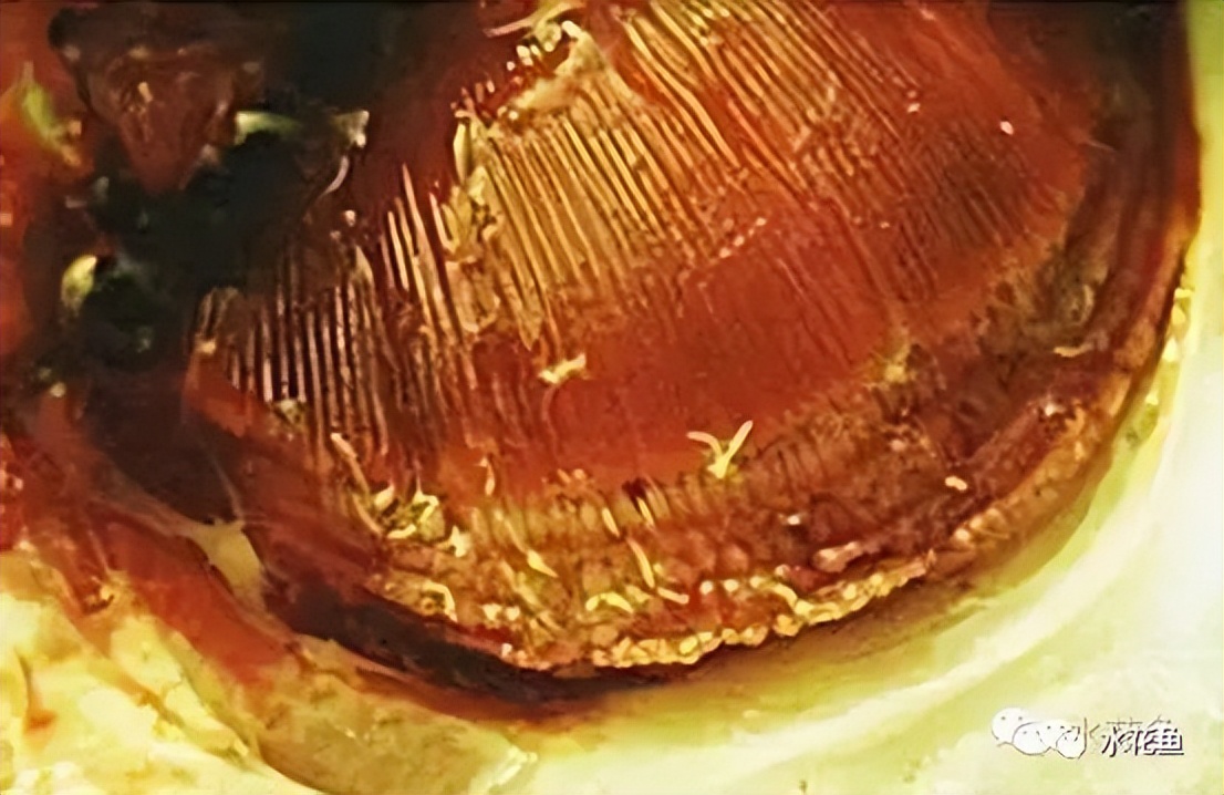 12种水产病害防治,你对水产动物病害的初步认识