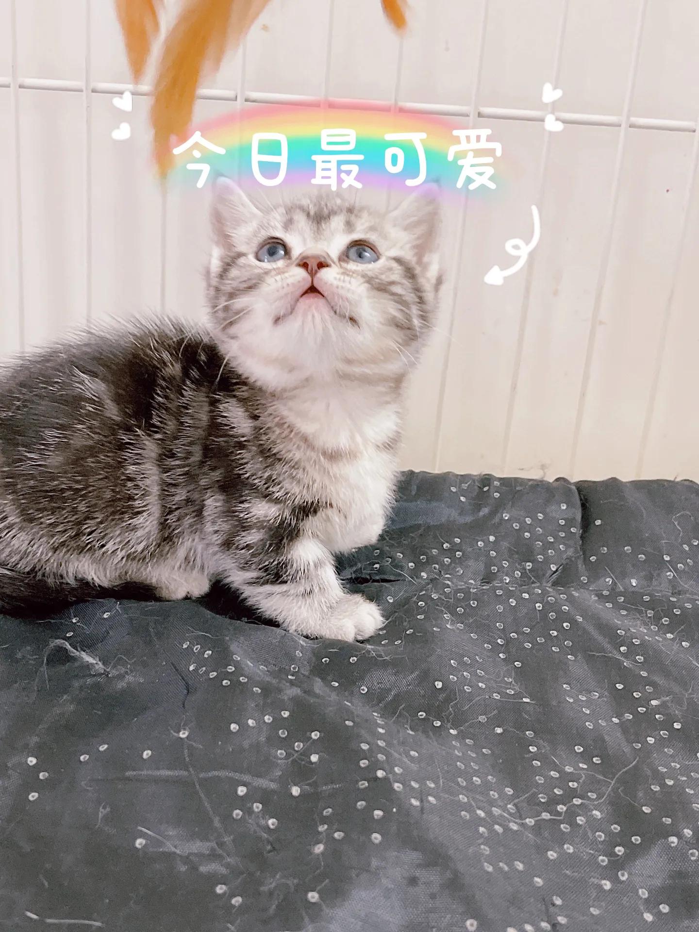 预防猫瘟最有效的方法,怎么可以避免猫瘟