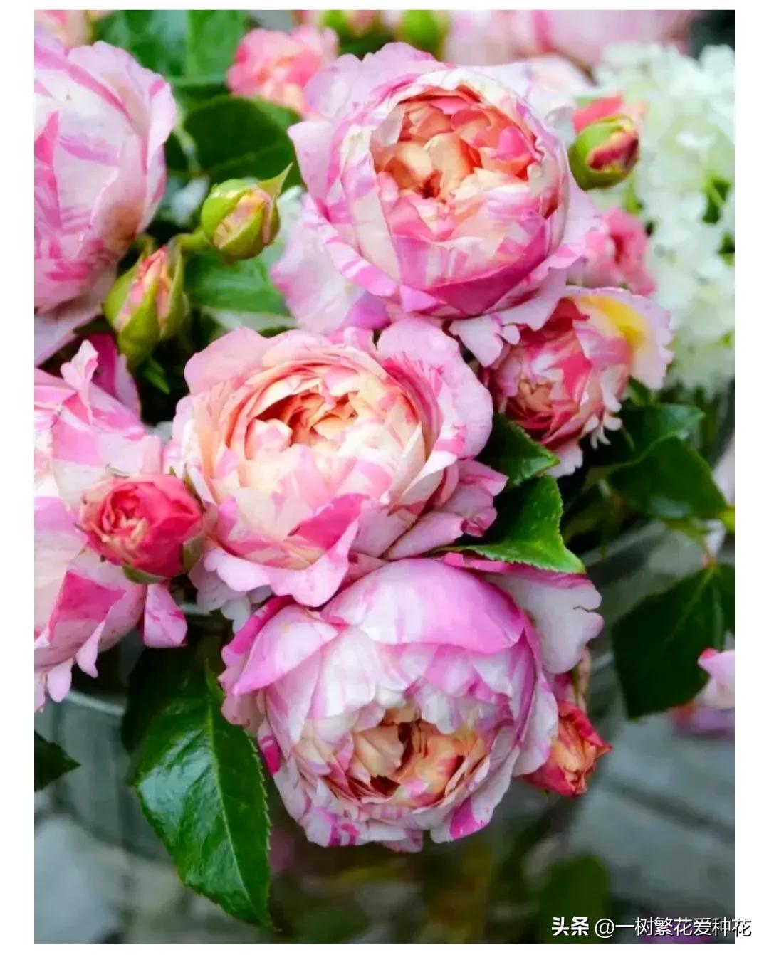 波浪边花型月季,爱杜尔马奈和伊蕾莎丝特