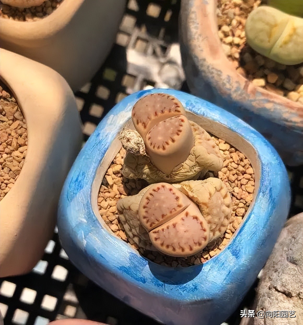 生石花蜕皮,生石花浇完水还是蔫怎么办