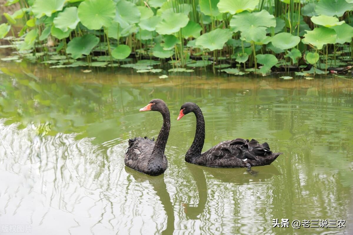 养几只黑天鹅,养十只黑天鹅一年能赚多少钱