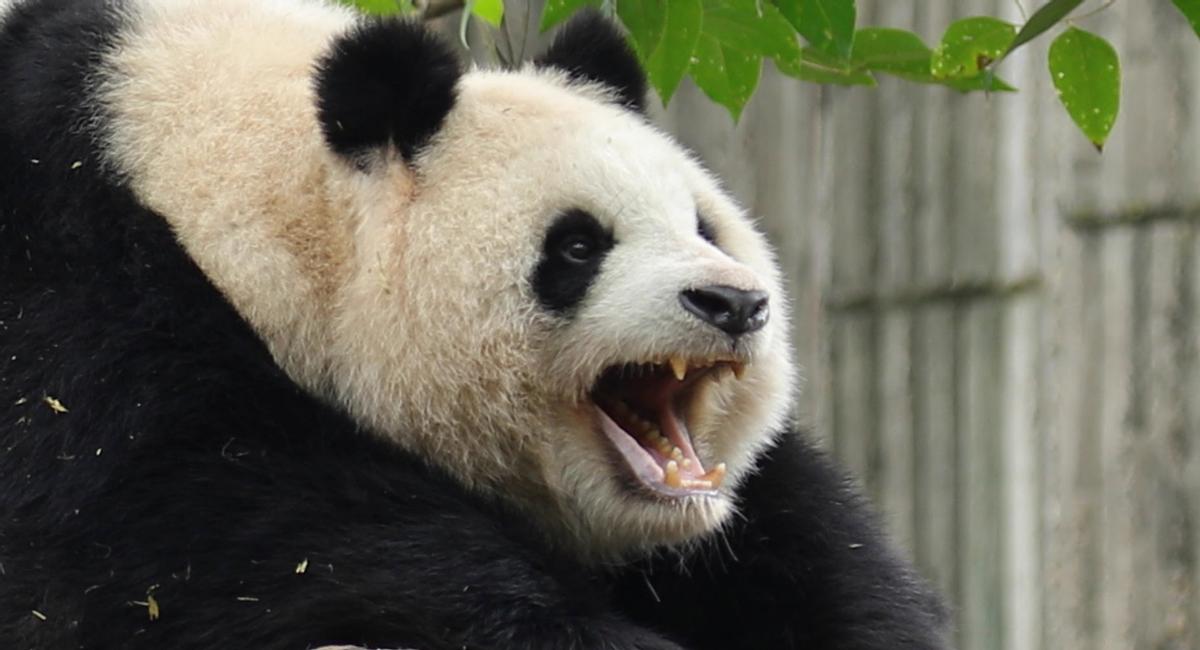 四川到处是老虎为什么不吃大熊猫,大熊猫被老虎吃掉的真实事件