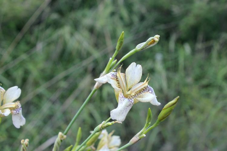 山东青州黄花溪景区图片,山东九寨沟黄花溪