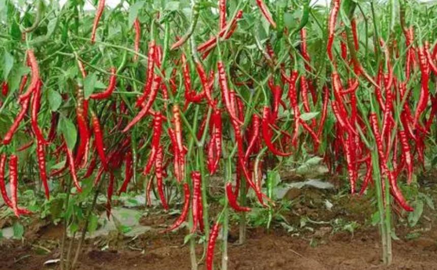 在农村没有多少本钱可以做的生意,28岁小伙回农村做什么生意好