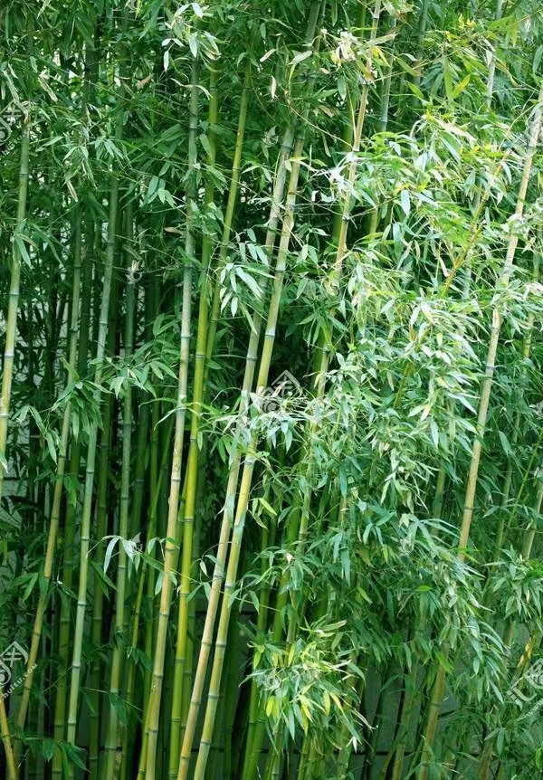 梁国德｜|论竹「散文天地」