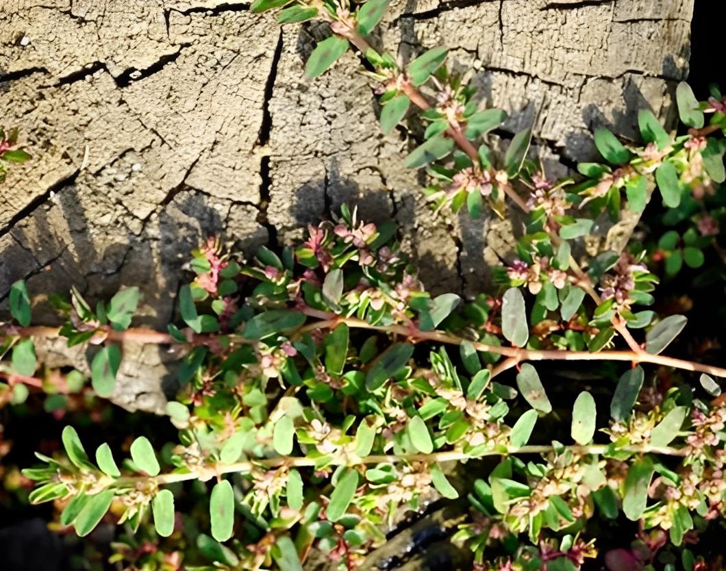 老中医看痔疮,老中医看痔疮怎么看