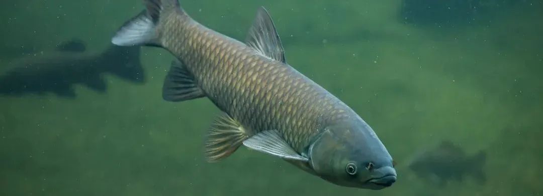 草鱼烂鳃病是怎么引起的,草鱼苗得了烂鳃病肠炎怎么治