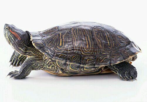 巴西龟新手入手攻略,变异巴西龟吃什么饲料