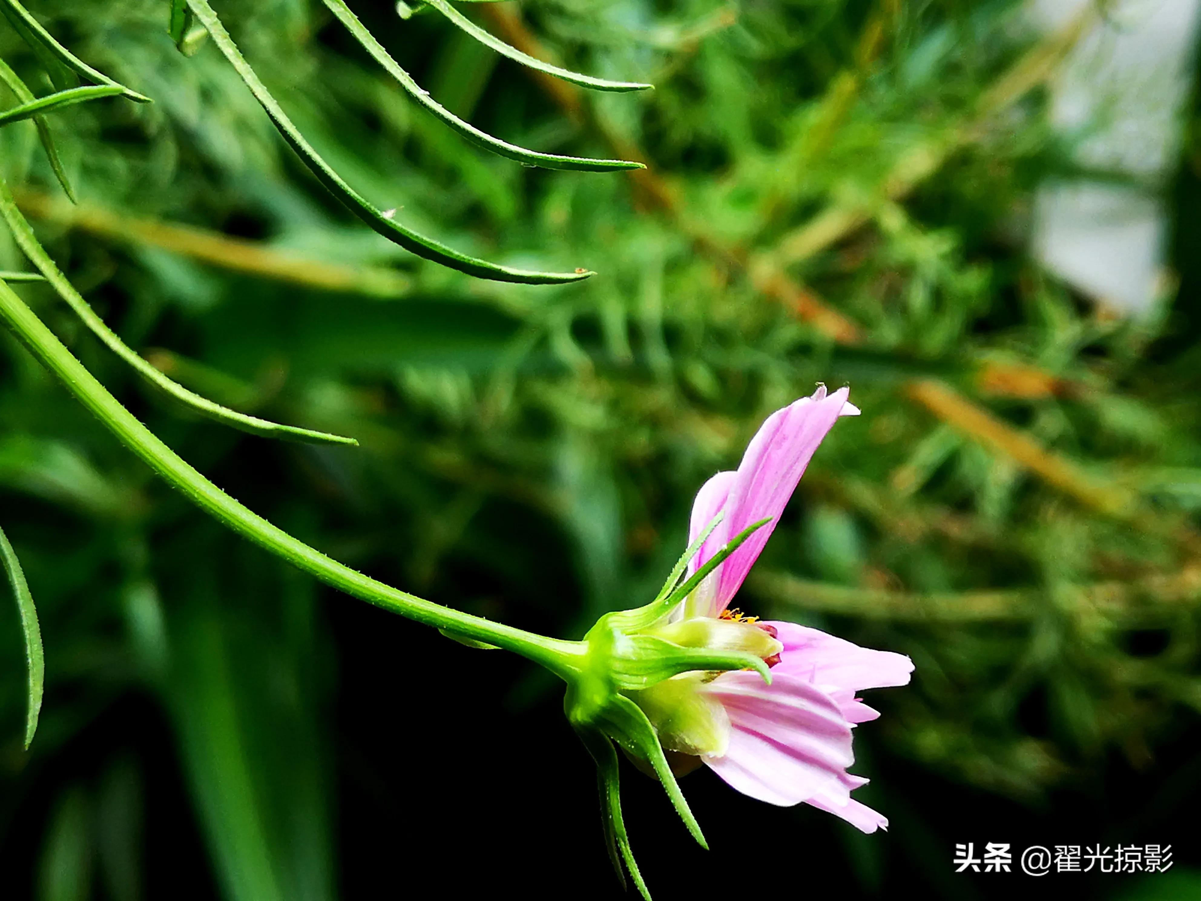 波斯菊坚强,波斯菊的秘密