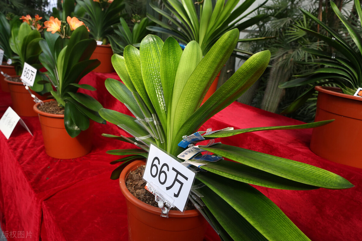 君子兰怎么摆放叶子不会长歪视频,君子兰在东阳台和南阳台正确摆放