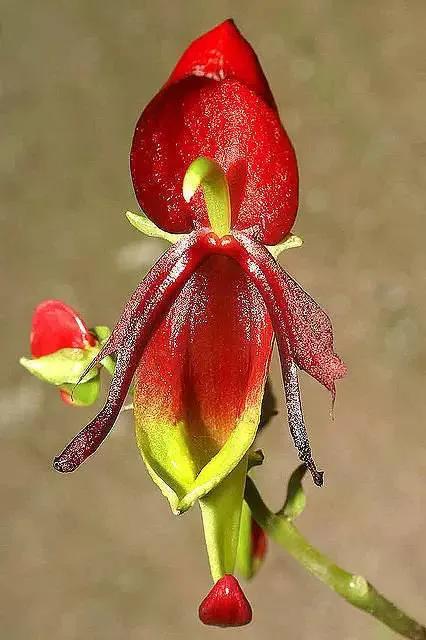 最美的100种兰花图片,欣赏一下最美的兰花