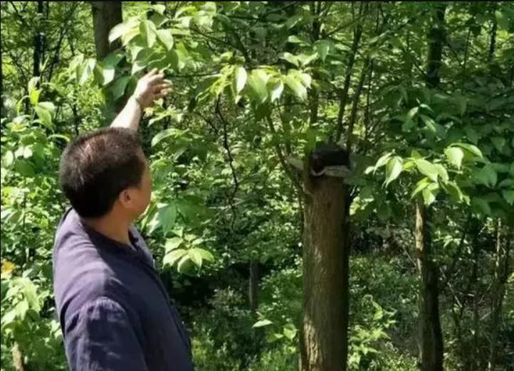 广东大叔发现商机变废为宝,将不要的叶子售卖,年销售达1000多万