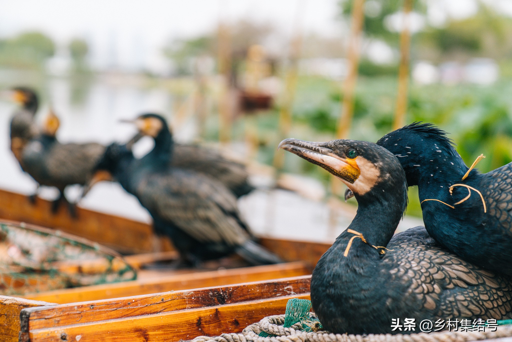 日本最美海边村伊根町在哪里,日本北海道乡村旅游案例