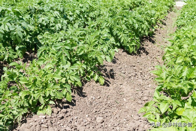 防治茄子瓢虫土方法,露地茄子如何防治七星瓢虫