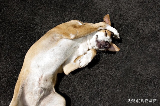 狗狗皮肤病会自愈吗,狗狗皮肤结痂是什么皮肤病