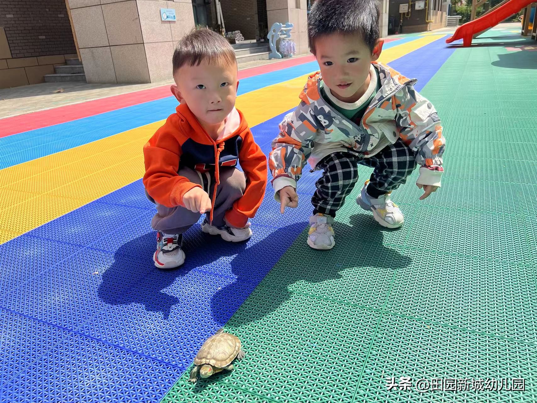 课程故事乌龟大班,嗨小鸭课程故事