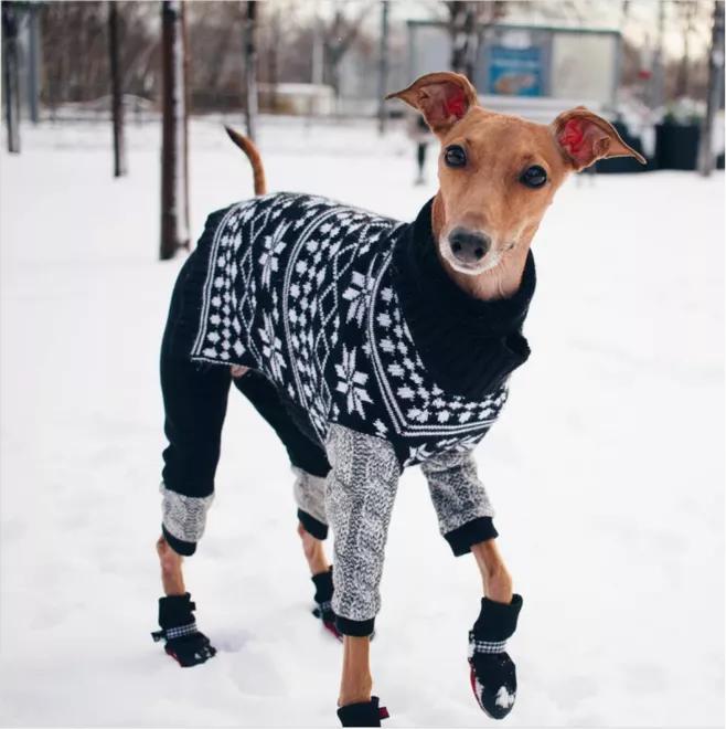 一只流浪狗被收留后成功的逆袭了,一只被遗弃狗狗的逆袭之路