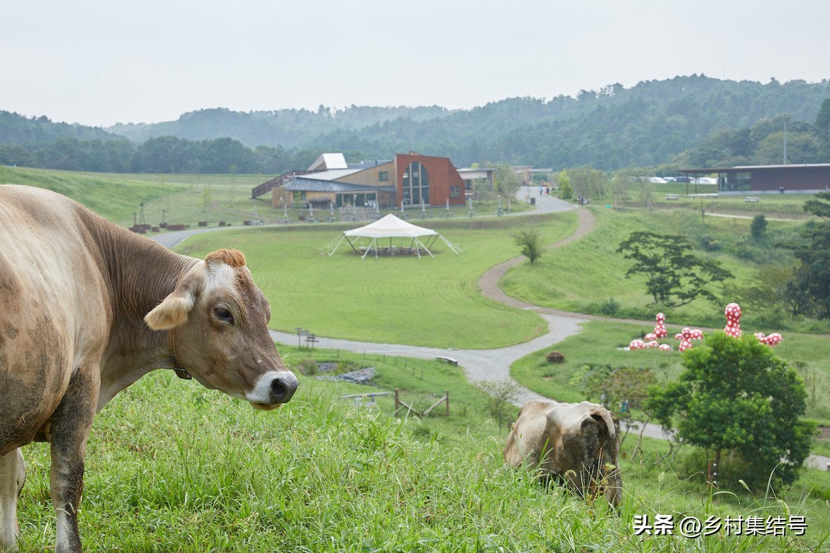 日本农业大县探寻乡村振兴新路,日本家庭农场农业模式