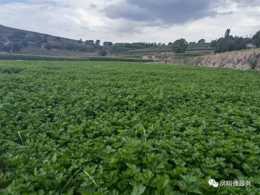 高原夏菜一亩利润,高原夏菜挣钱吗