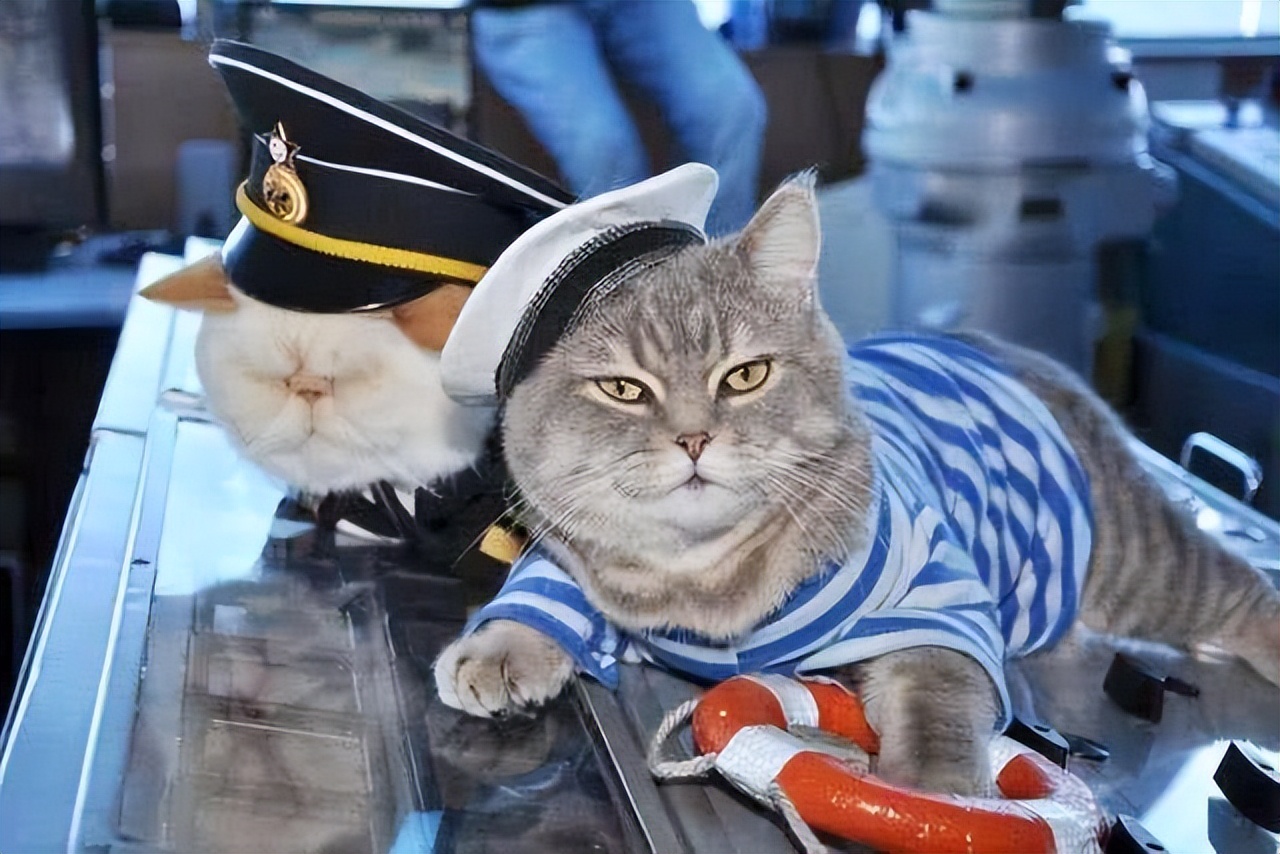 为什么猫没狗工作能力强,猫为什么不如狗那么忠诚听话呢