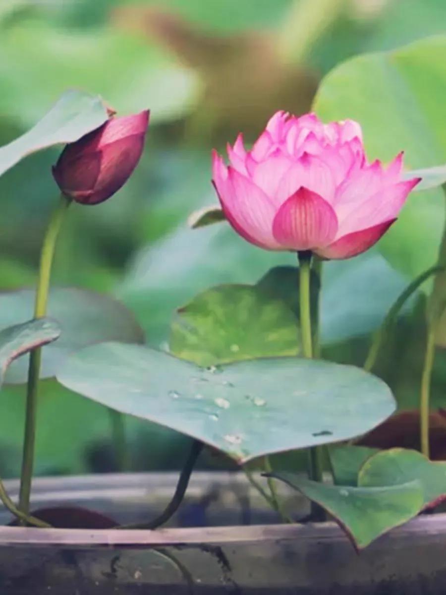 温度低于15度养花,耐热好养四季开花太阳花