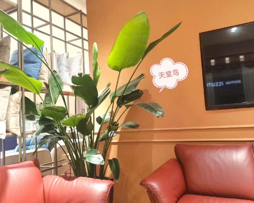 十种最好养的网红植物,家庭好养的网红植物