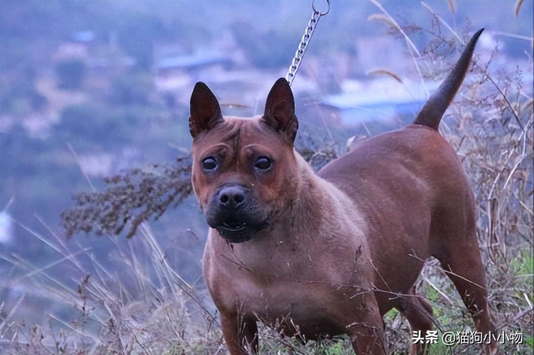 猎犬之王川东猎犬,川东猎犬中国猎犬排第一名的犬