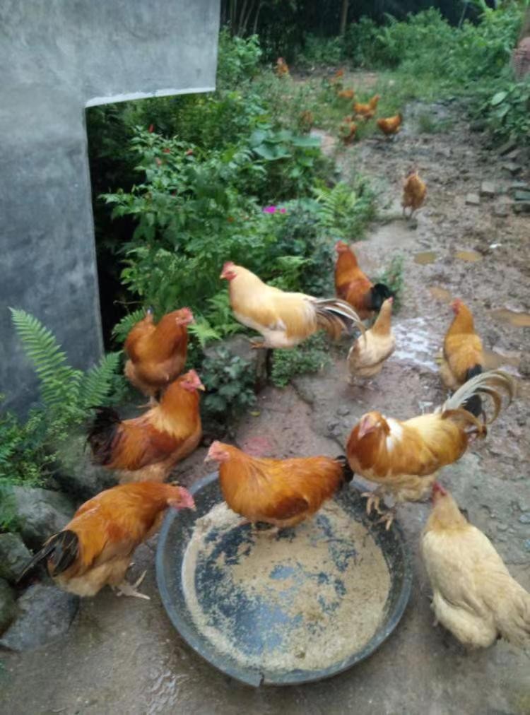 中国人没白人高比日本人矮！事实果真如此吗？别再被谣言给骗了