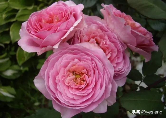 阿芒迪夏奈尔月季,阿芒迪娜夏奈尔香奈尔