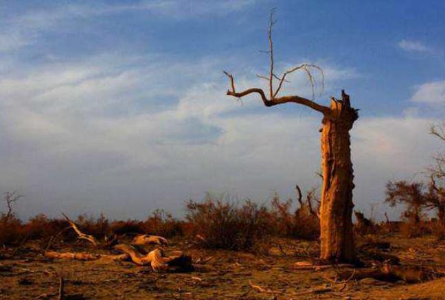 百年孤独家族的诅咒,百年孤独被诅咒的家族