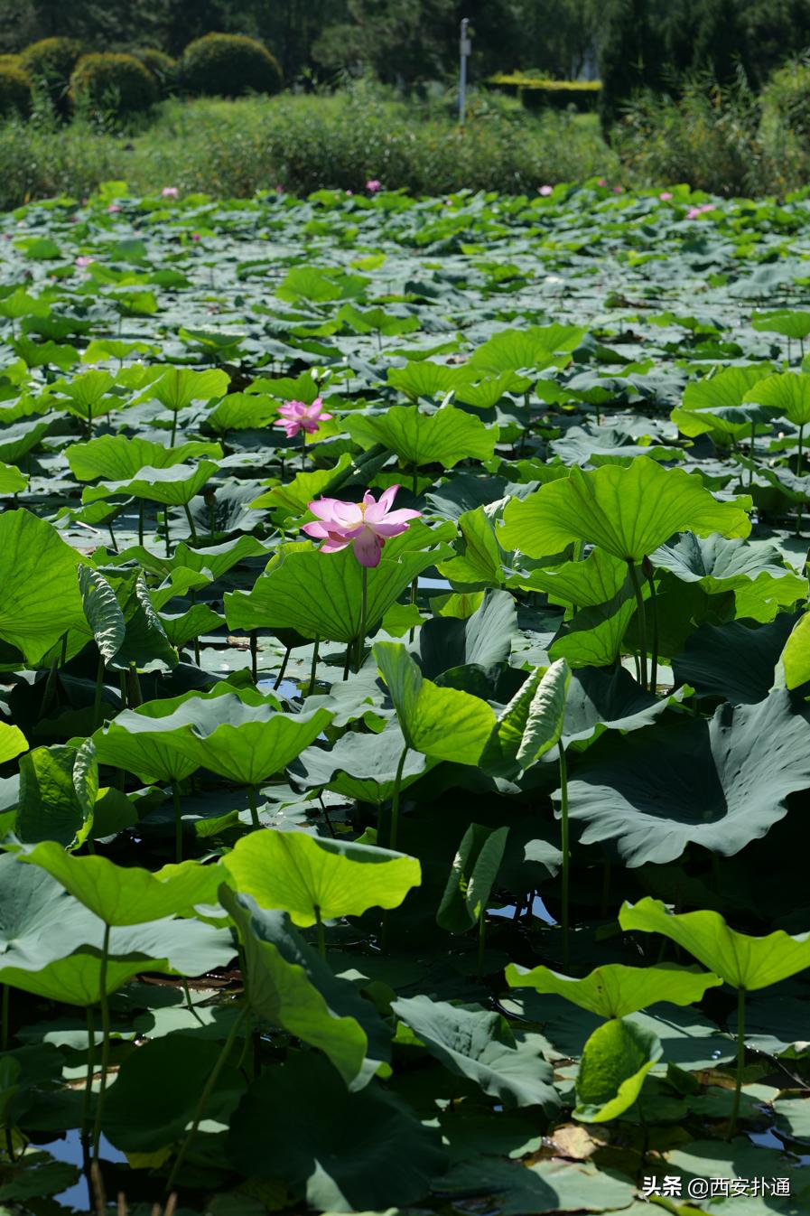 西安最大花海公园,西安周边的自然景观公园