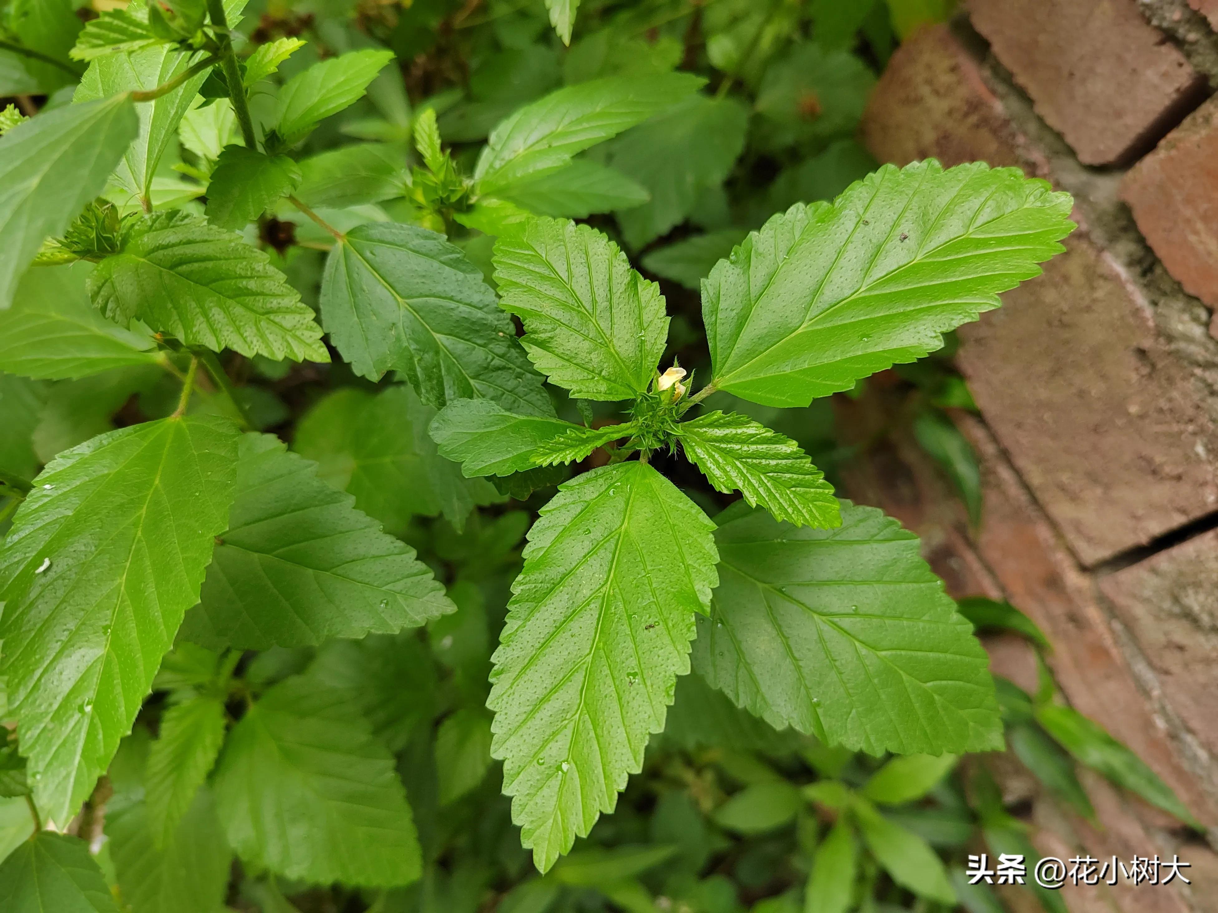 植物图鉴菊花,植物视频实拍