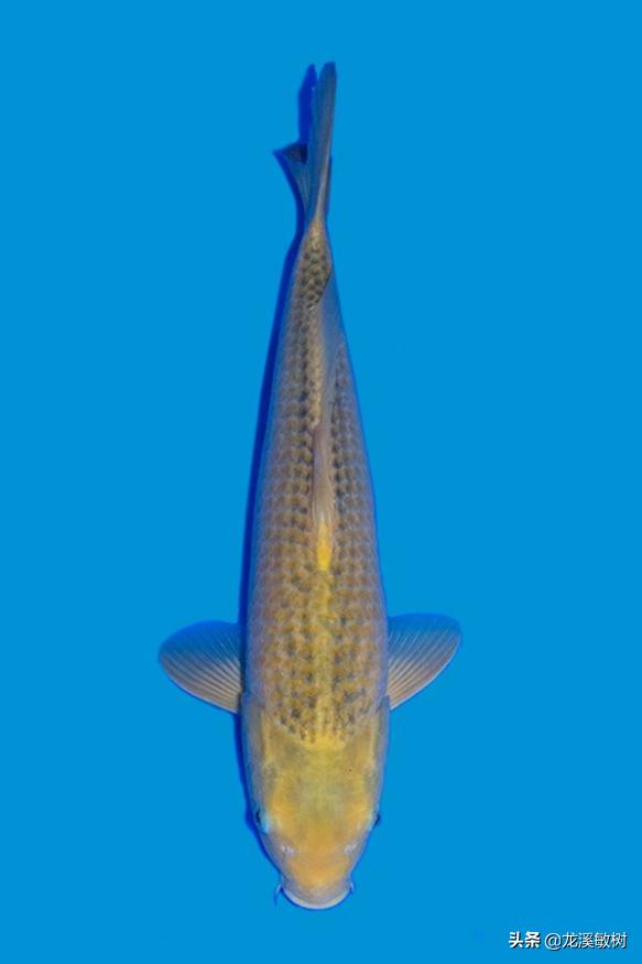 锦鲤分多少种什么样的锦鲤最好养,锦鲤要怎么选才能选到好的锦鲤