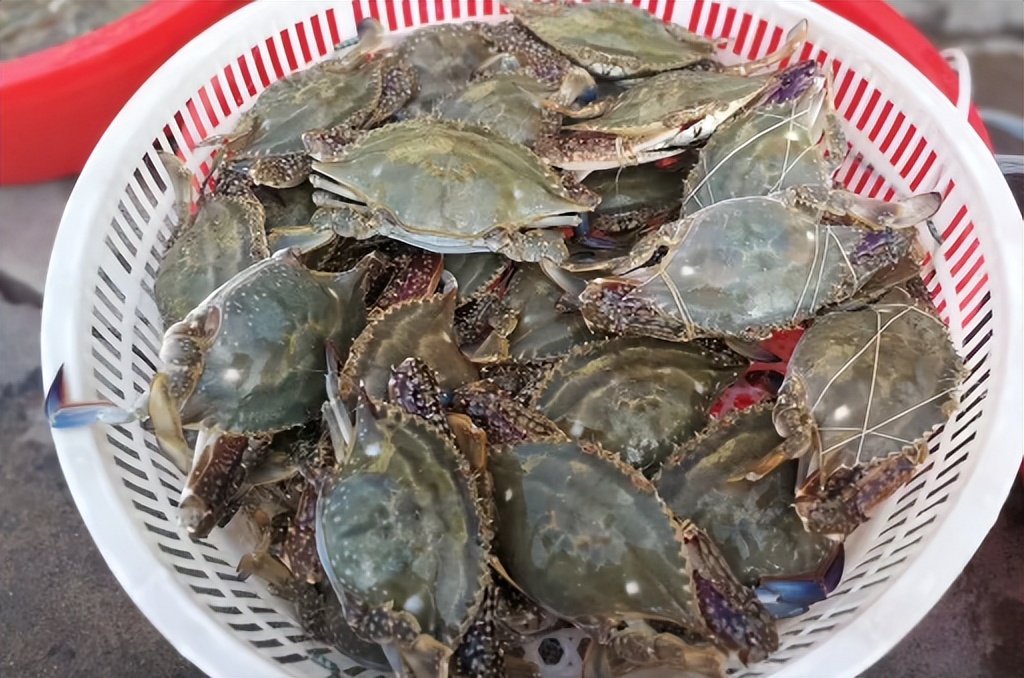 网上买梭子蟹为什么都是冷冻的,买的冷冻梭子蟹怎么做