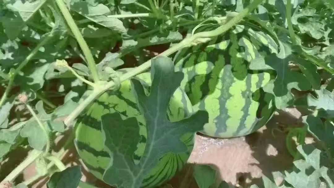 提到贵州你的第一印象是什么,提到甘肃的第一印象是什么