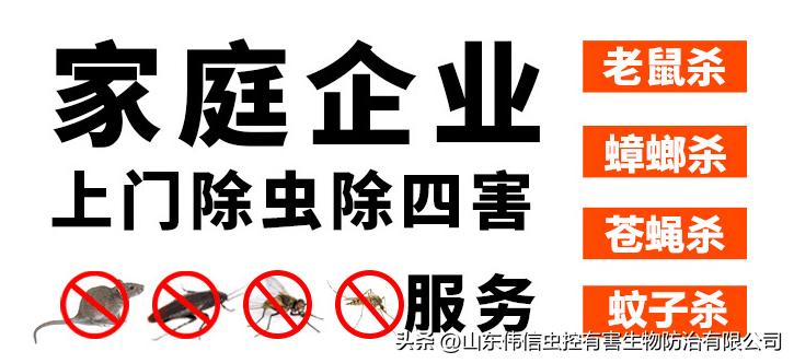 济南灭蟑螂公司哪家正规,济南家里灭蟑螂哪家靠谱