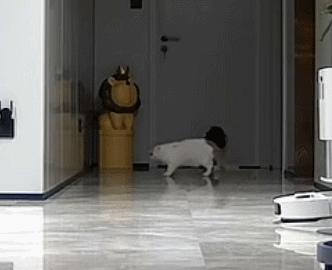 双眼失明的小猫,双目失明小猫