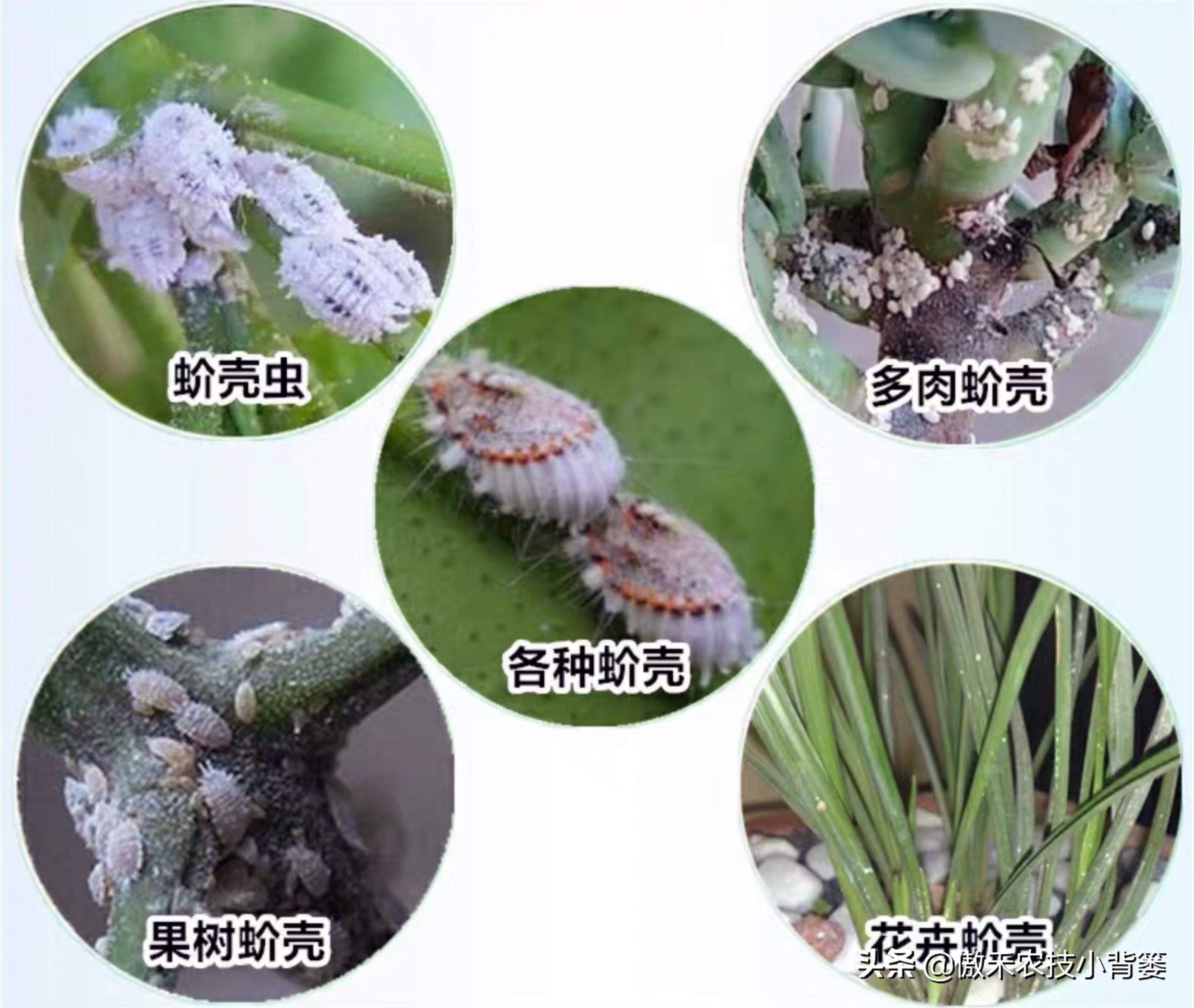 小小昆虫到底多可怕,小小红蜘蛛是什么