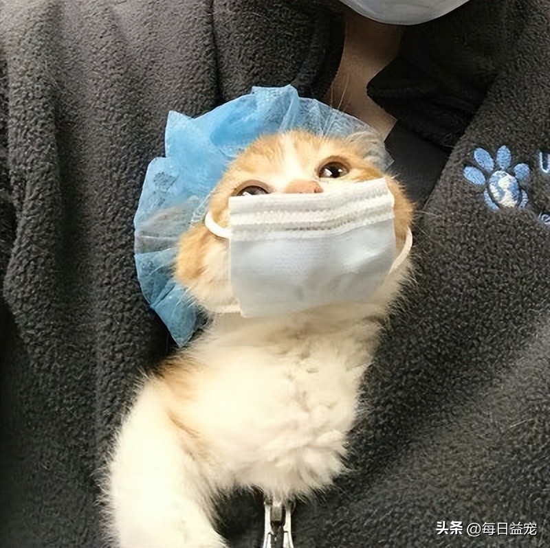 捡到一只小奶猫被家里狗咬死了,捡到小奶猫注意事项