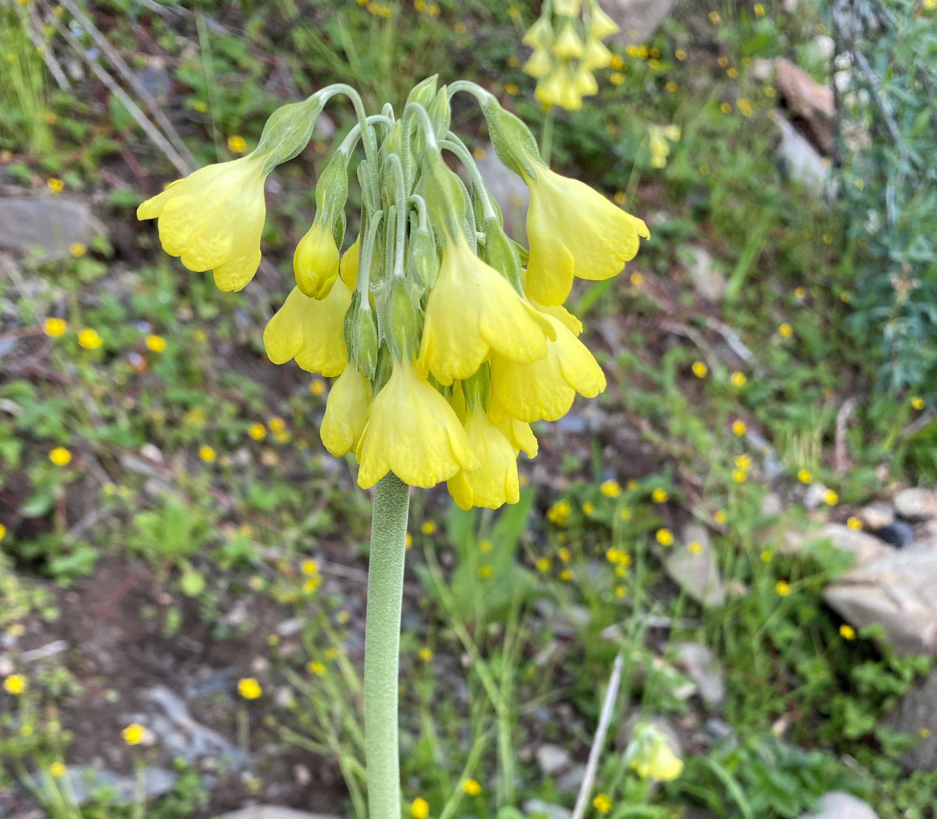 理塘格聂神山怎么走,理塘格聂神山故事