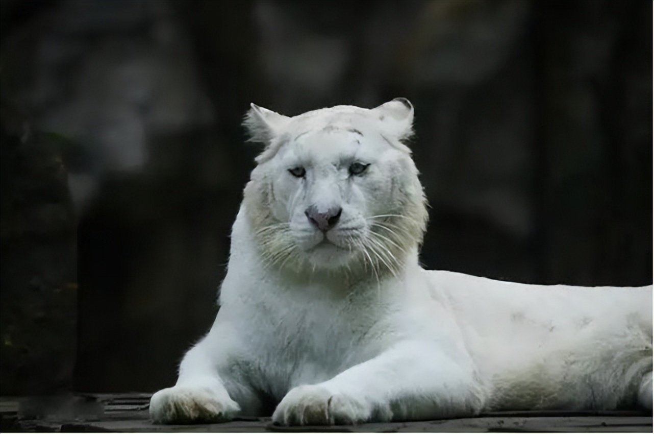 神话是真的！山东诞生珍稀“雪虎”，全身纯白，概率十万分之一
