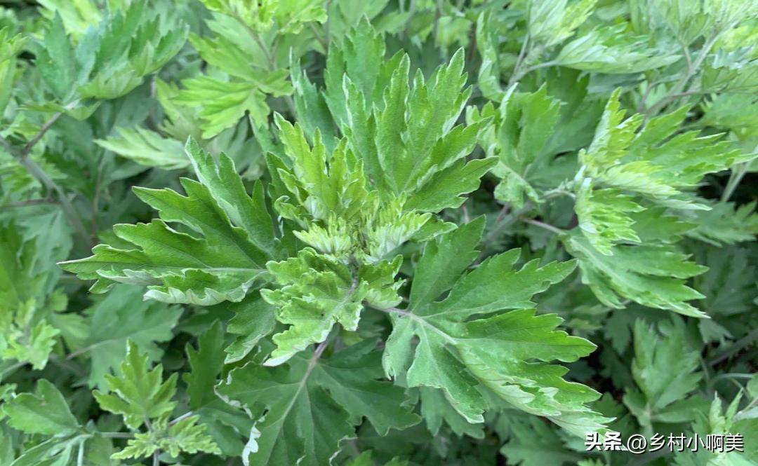 端午哪几种草煮水洗澡,端午采哪些草煮水洗澡