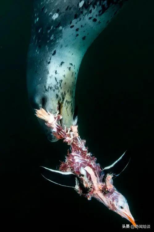 凶残的动物捕猎现场,盘点动物捕猎瞬间的迷惑行为