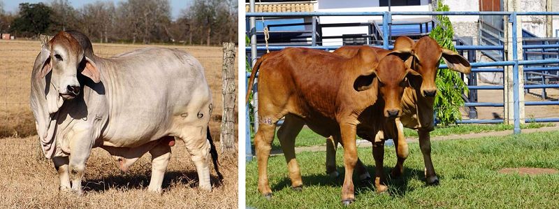 长得像羊有卷毛瘦长的狗,长得像羊又像狗的是什么动物