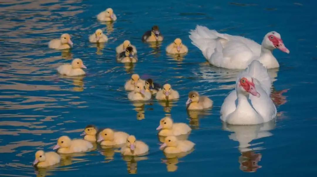 大外快讯|大连外国语大学2022年招生章程