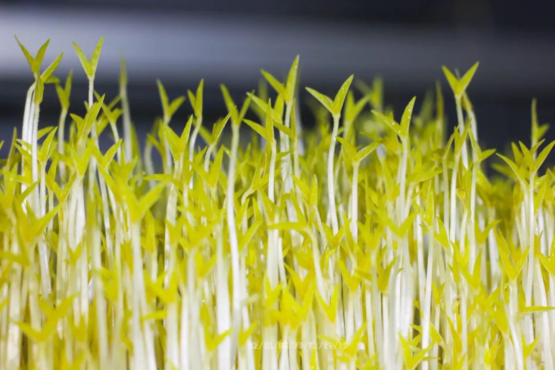 长沙攻略避开人群,收藏长沙