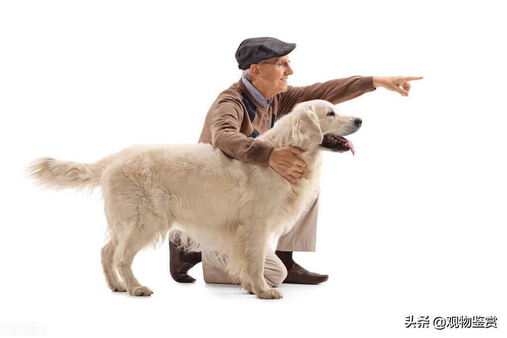 你知道狗的尾巴是什么形状的吗,狗的尾巴像什么,有什么不同?